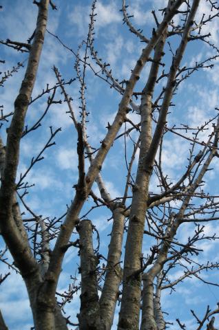 image Ramas de unos árboles de la Sierra de Gredos