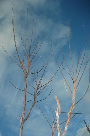 image Ramas sin hojas, Sacramenia, Segovia