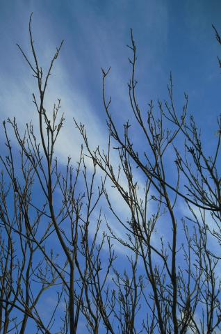 image Ramas sin hojas, Sacramenia, Segovia