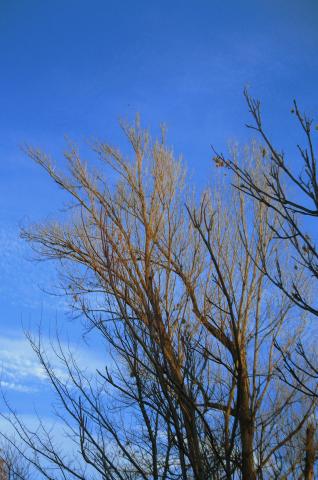 image Ramas de un árbol, Sacramenia, Segovia