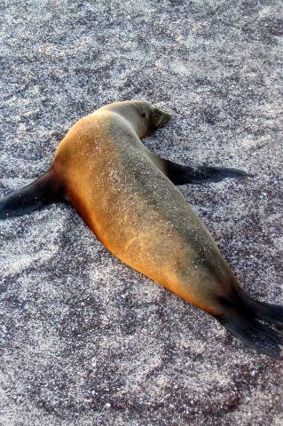 image Hembra de lobo marino descansando, Zalophus Californianus, Ecuador