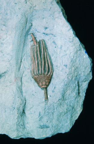 image Fósil de un Lirio de Mar (Crinoideo articulado)