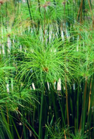 image Papiro (Cyperus papyrus)
