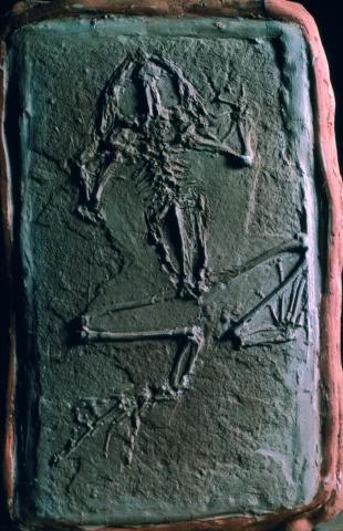 image Fósil de rana del Mioceno