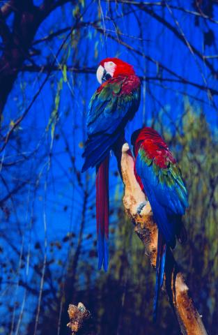 image Guacamayos (Ara chloroptera)