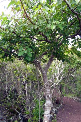 image Manzanillo, Ecuador