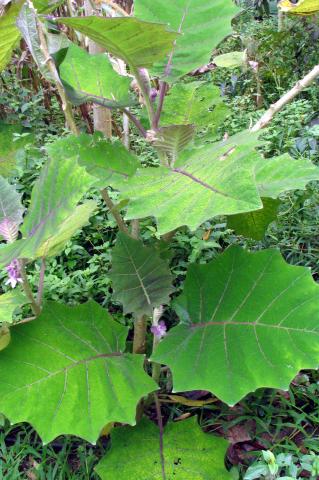 image Planta de Naranjilla o Lulo, Solanum quitoense, Ecuador