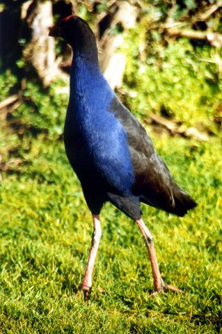 image Pájaro Takahe, Nueva Zelanda