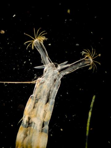 image Pseudópodos caudales de larva de mosquito quironómido (Chironomidae)