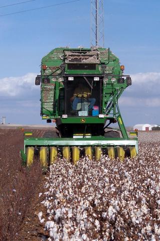 image Cosechando el algodón