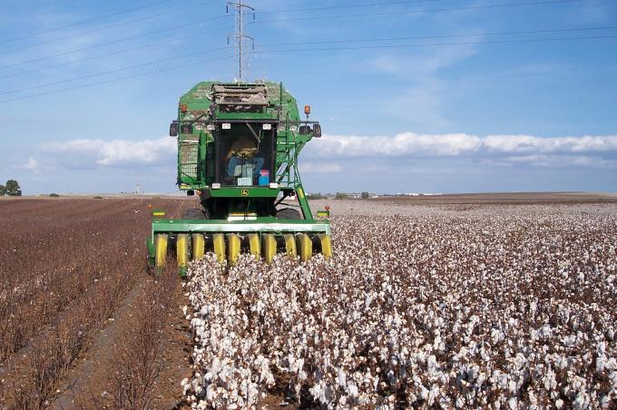 image Cosechando el algodón