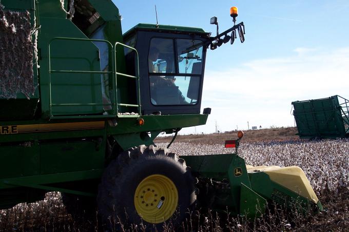 image Cosechando el algodón