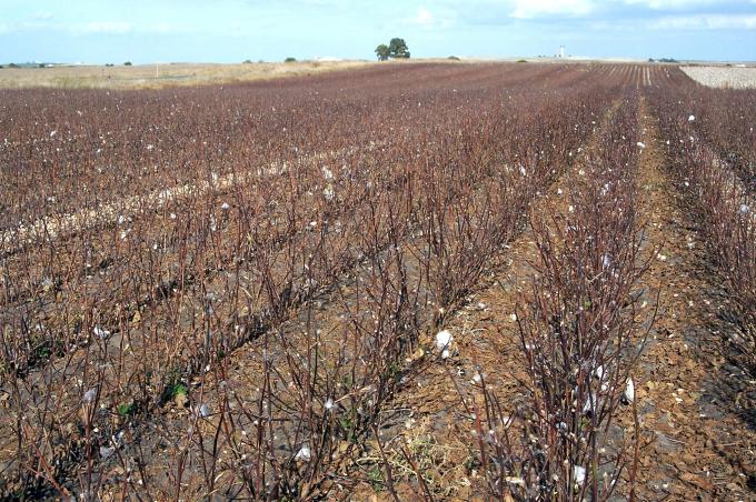 image Plantación de algodón
