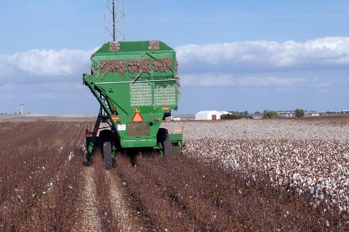 image Cosechando el algodón