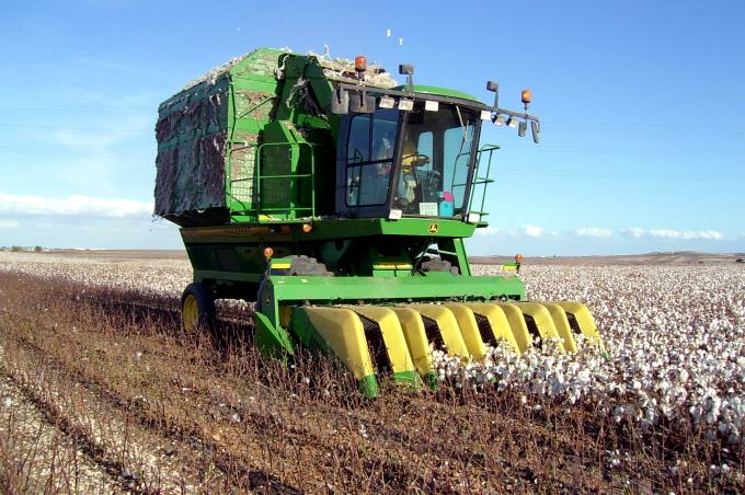 image Cosechando el algodón