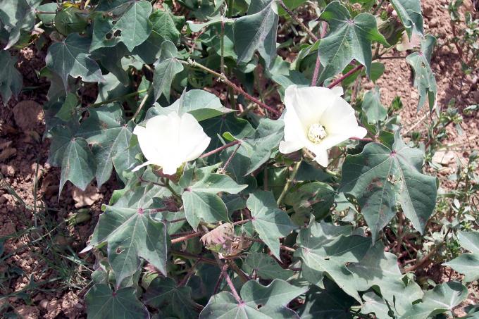 image Detalle planta de algodón en flor