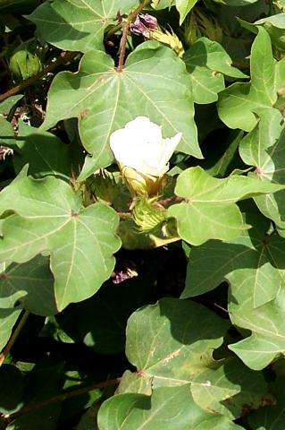 image Detalle planta de algodón en flor