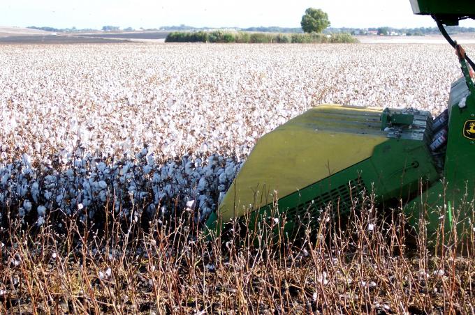 image Detalle cosechadora de algodón