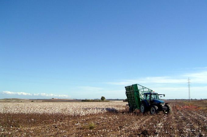 image Remolque en un campo de algodón
