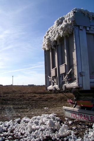 image Remolque en un campo de algodón