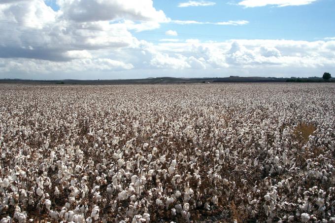 image Plantación de algodón