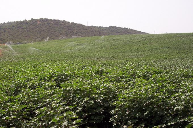 image Campo de algodón