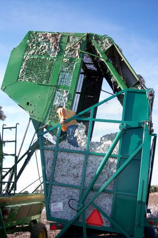 image Cosechadora volcando algodón sobre un tractor