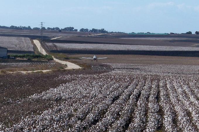 image Avioneta aterrizando en una plantación de algodón