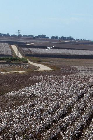 image Avioneta aterrizando en una plantación de algodón