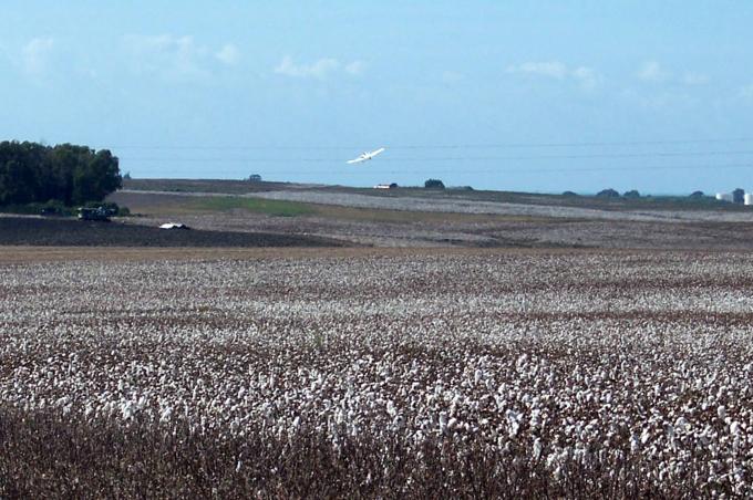 image Avioneta aterrizando en una plantación de algodón