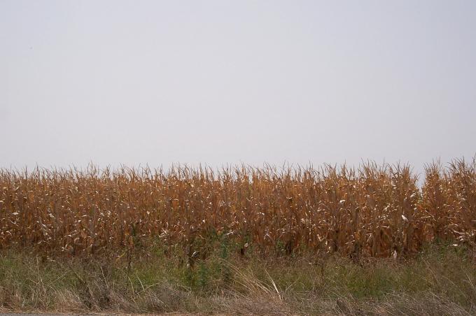 image Plantación de maíz