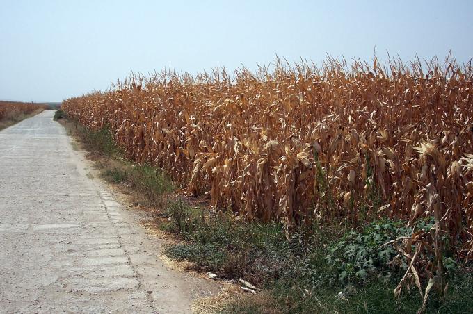 image Plantación de maíz