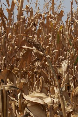 image Plantación de maíz