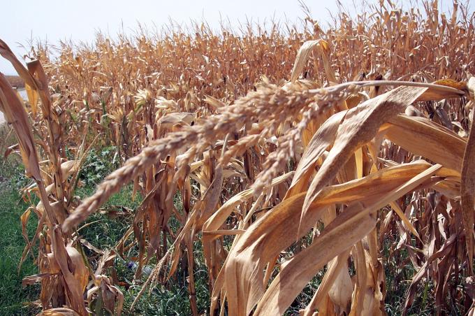 image Plantación de maíz