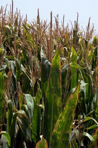 image Plantación de maíz
