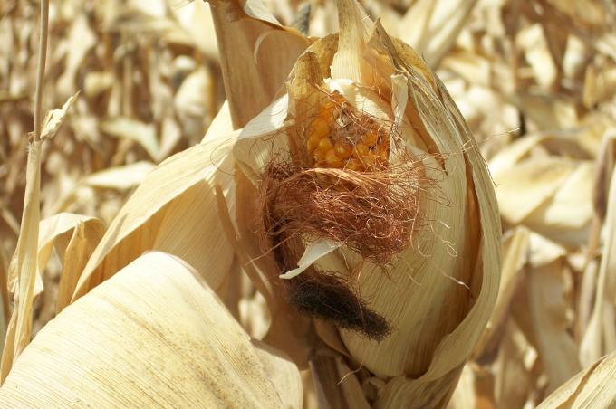 image Mazorca de maíz