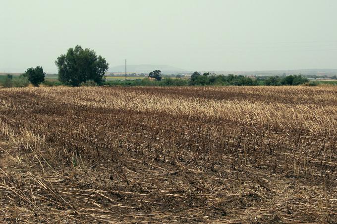 image Campo de girasoles recolectados