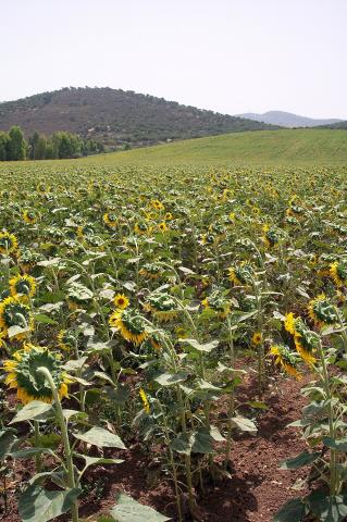 image Plantación de girasoles