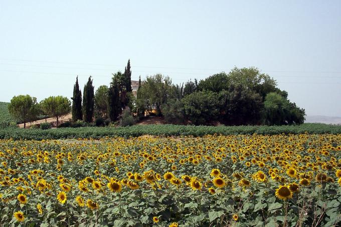 image Plantación de girasoles
