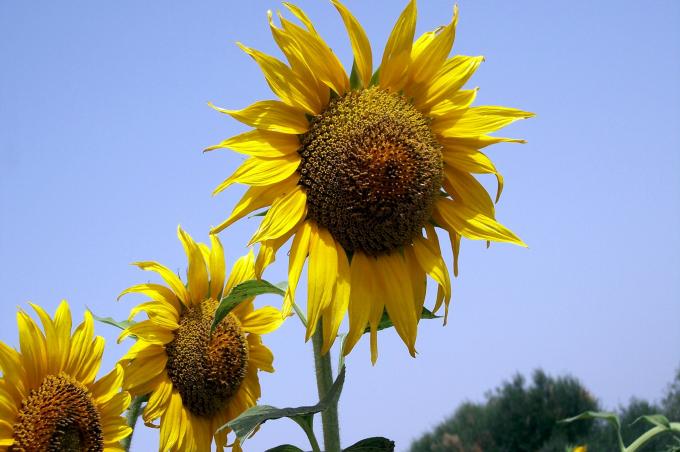 image Flor del girasol