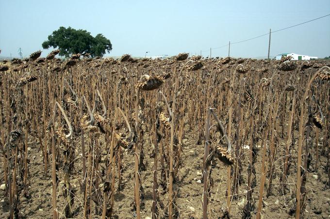 image Plantación de girasoles secos