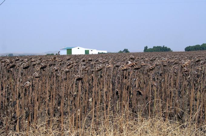image Plantación de girasoles secos