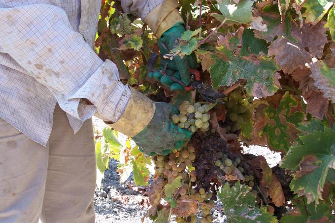 image Recolección de la uva