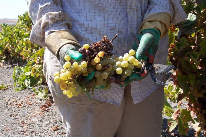 image Recolección de la uva