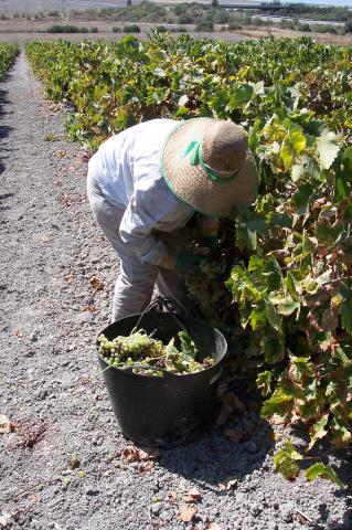 image Recolección de la uva