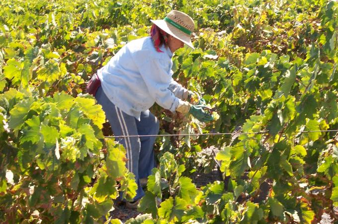 image Recolección de la uva