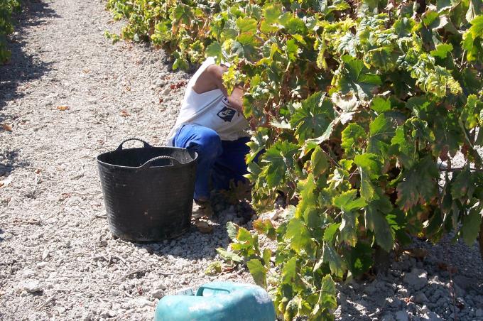 image Recolección de la uva