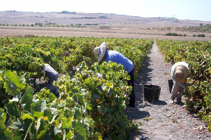 image Recolección de la uva