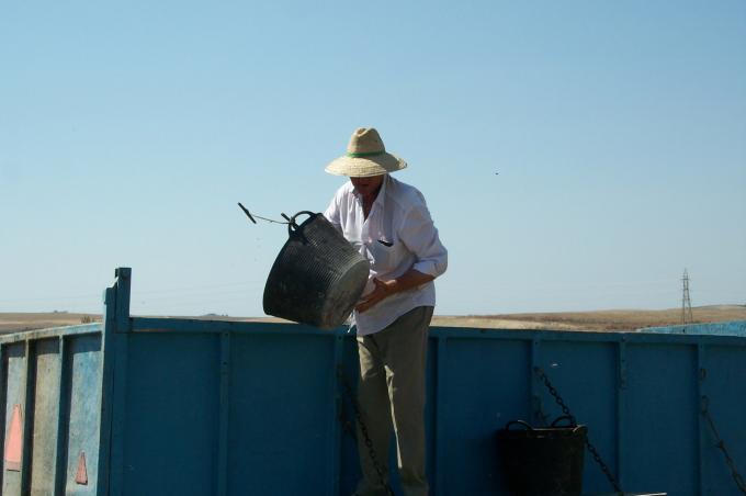 image Hombre descargando las espuertas con uvas en un remolque