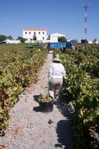 image Recolección de la uva